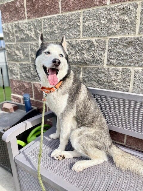 A107163 Koda is Available for Adoption!