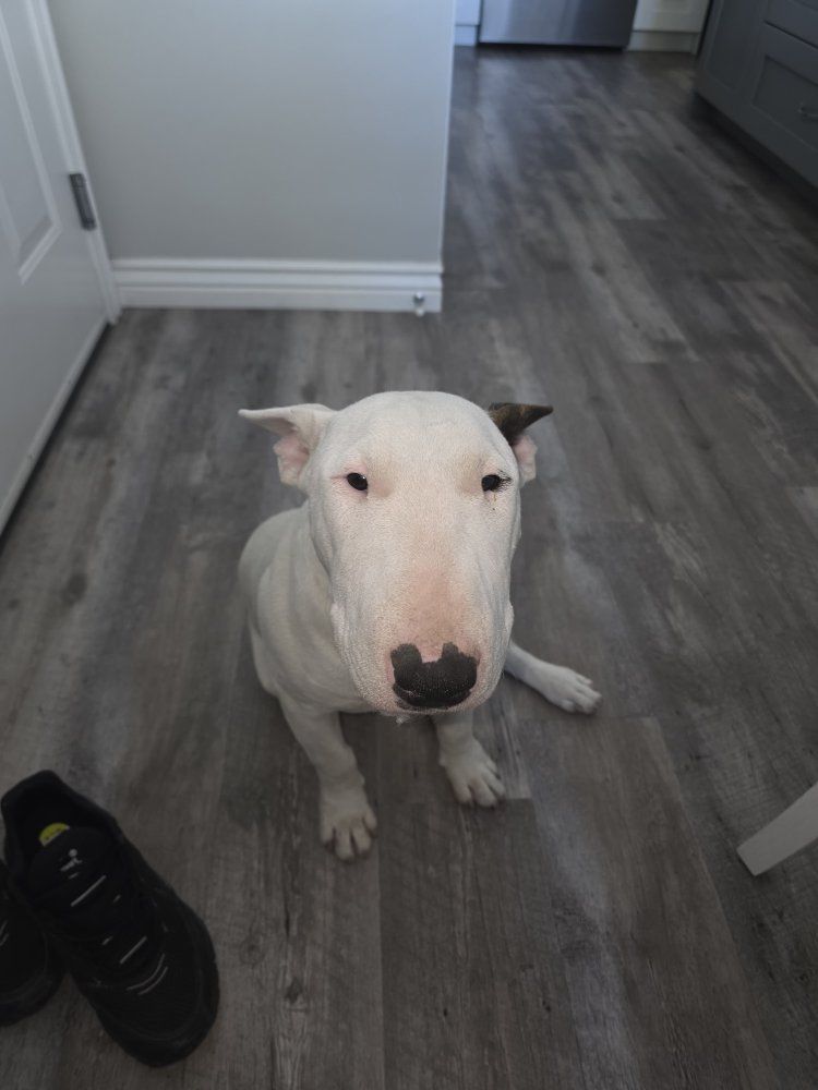 dog bulterrier 1 year old