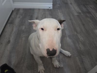 dog bulterrier 1 year old