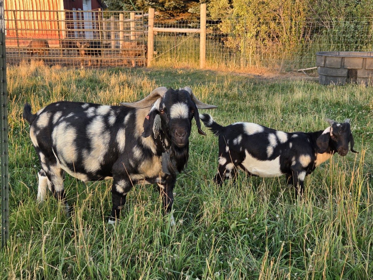Boer Goat Bucks