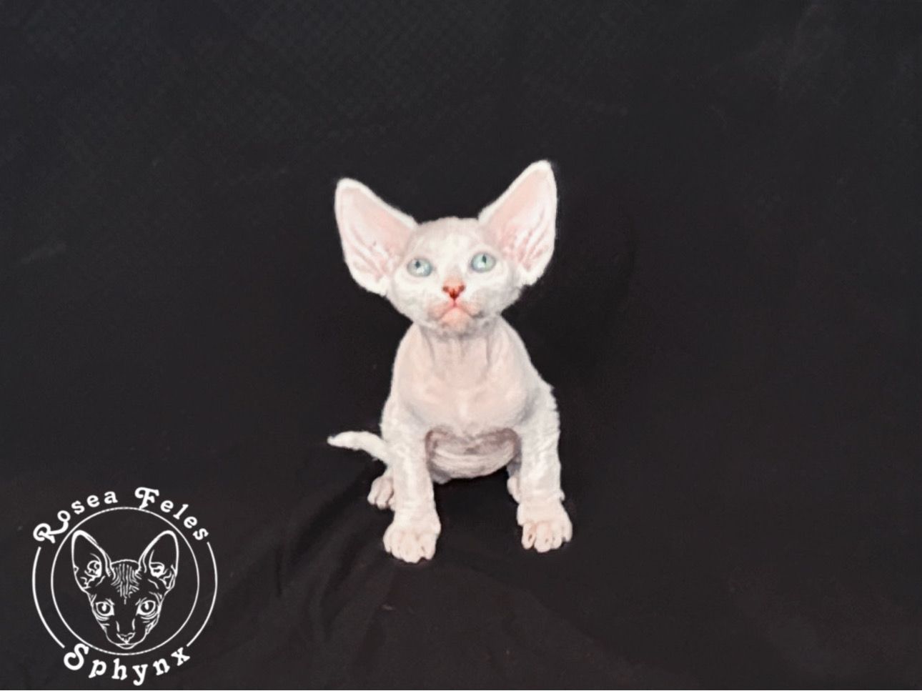 Rosea Feles Sphynx Cattery - Sphynx Kittens