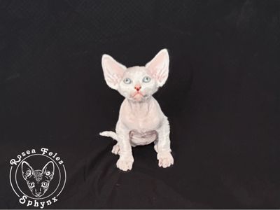 Rosea Feles Sphynx Cattery - Sphynx Kittens