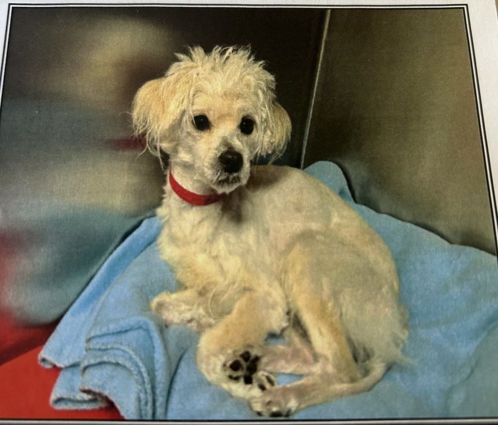 Meet Biscuit – A Tiny Terrier with a Big Personality