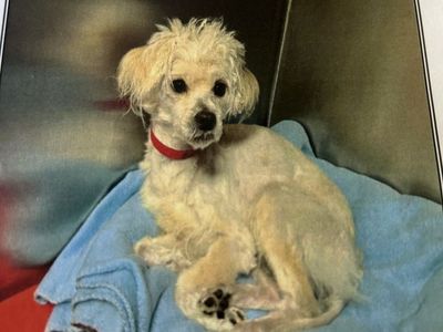 Meet Biscuit – A Tiny Terrier with a Big Personality