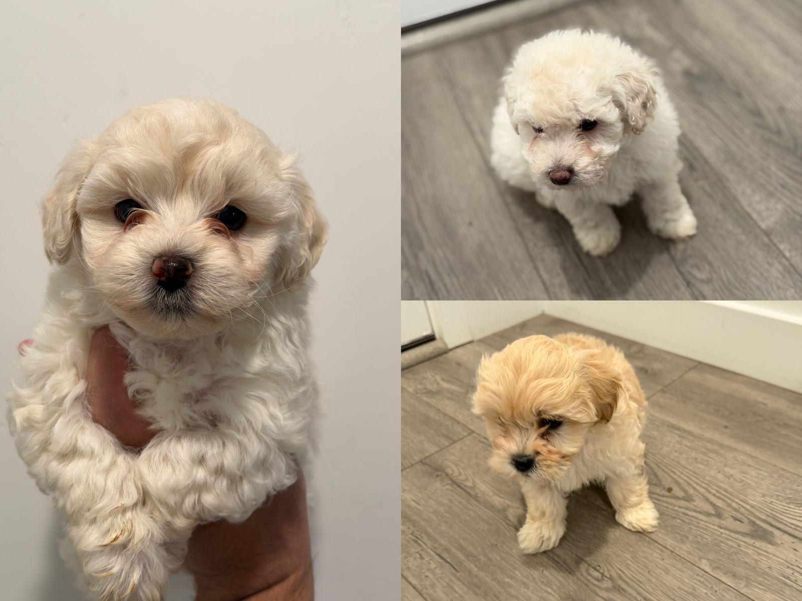 Maltipoo Puppies (Maltese x Poodle) Lap & Family Dogs | Toy Mini Hypoallergenic