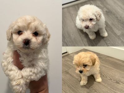 Maltipoo Puppies (Maltese x Poodle) Lap & Family Dogs | Toy Mini Hypoallergenic