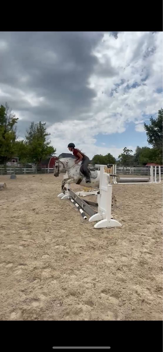 POA pony for sale