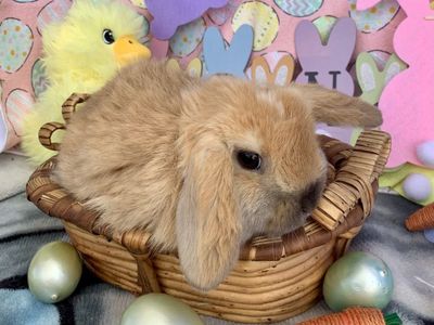 Purebred Holland Lop Babies