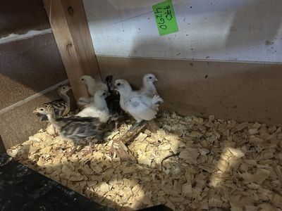 Narragansett turkey chicks
