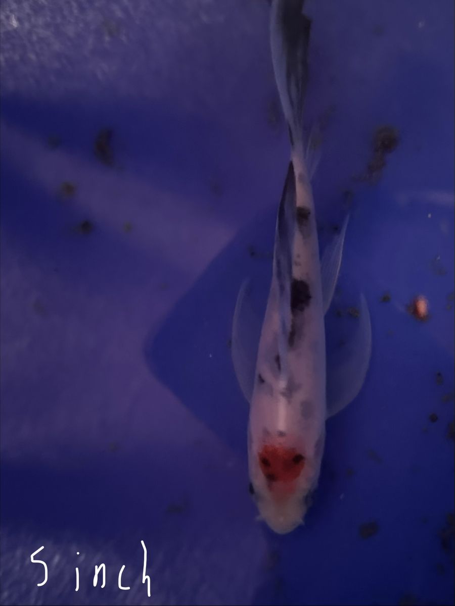Main image 2