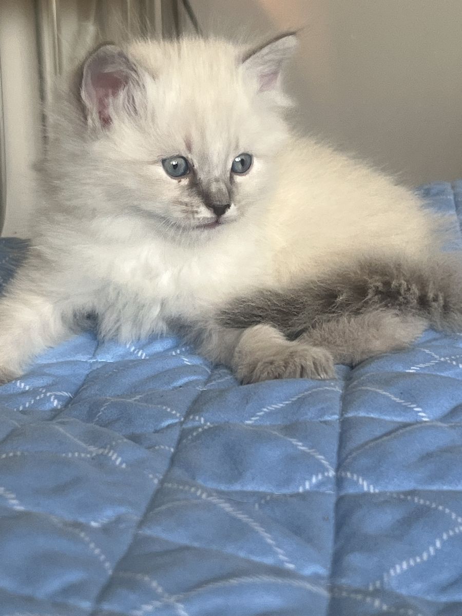 Pure Ragdoll Kittens for Sale