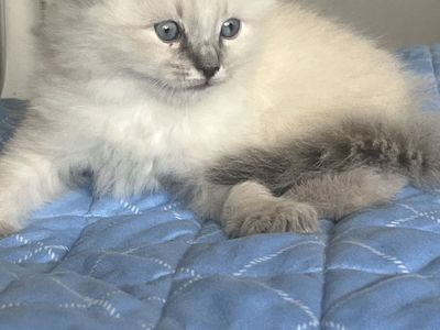 Pure Ragdoll Kittens for Sale