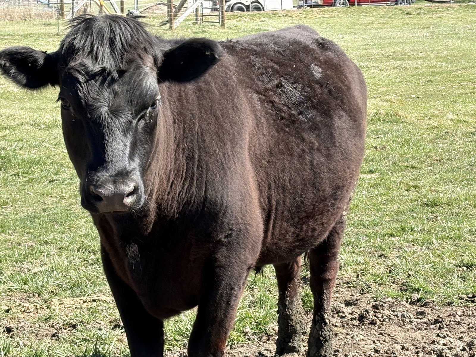 Young, Fat Angus Beef