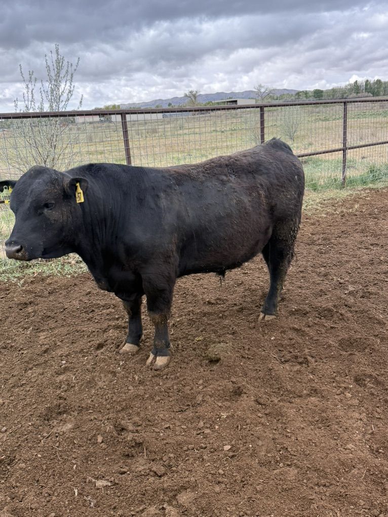 2yr Old Angus Bull