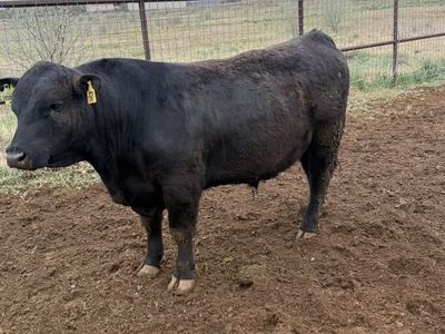 2yr Old Angus Bull