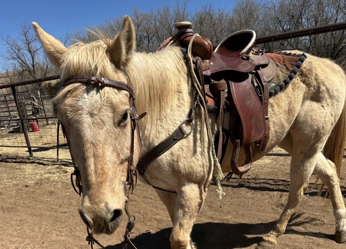 Really good kids horse