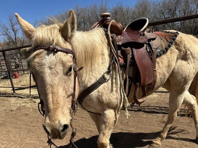Really good kids horse