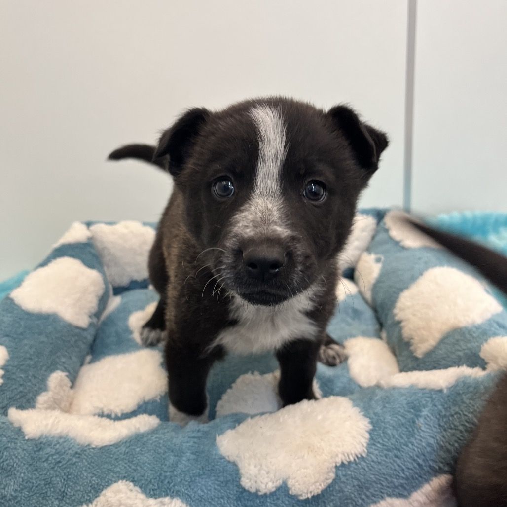 Hello my name is Peaky