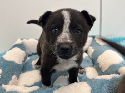 Hello my name is Peaky