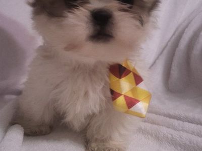 AKC IMPERIAL SHIH-TZU PUPPIES / STUD SERVICE