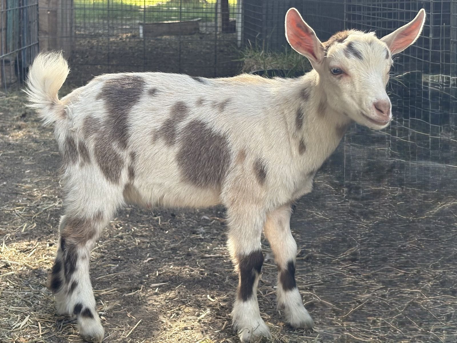 Nigerian dwarf buckling