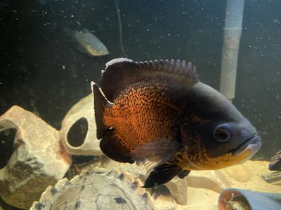 Oscar Cichlid