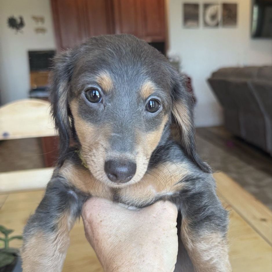 AKC Registered purebred mini dachshund puppies