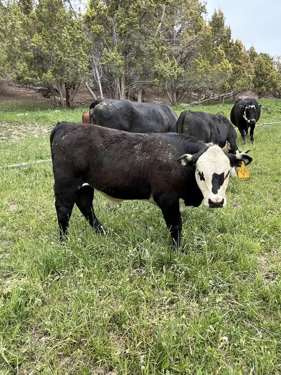 4 Beef steers