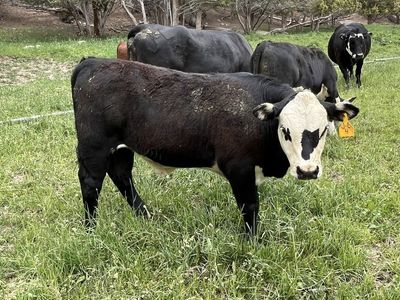 4 Beef steers