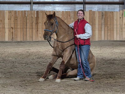 3 Yr Old Red Dun Mare