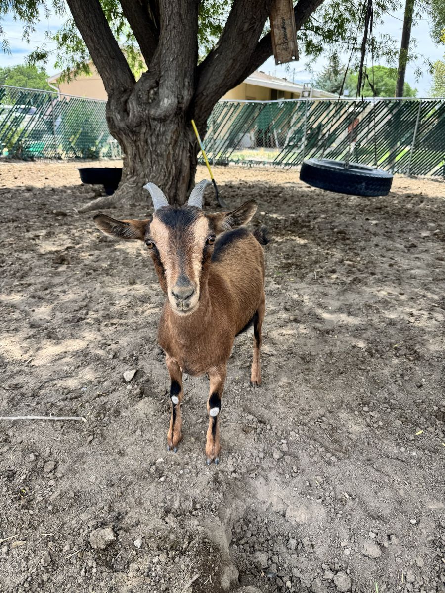 Goats