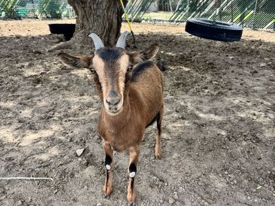 Goats