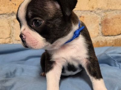 AKC Boston Terrier Puppies