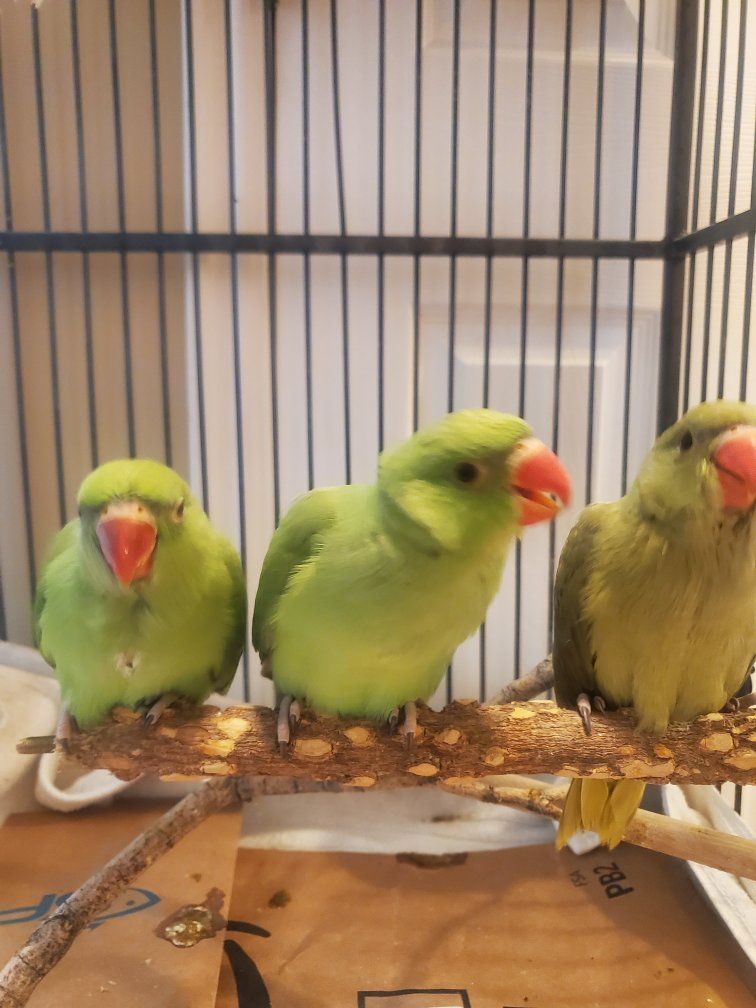 Indian Ringneck babies that are handfed and super tame