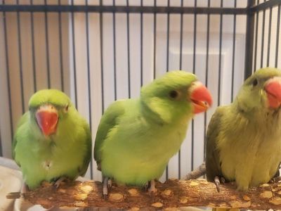 Indian Ringneck babies that are handfed and super tame