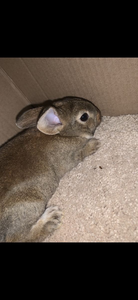Baby Purebred Standard Rex Rabbit For Sale