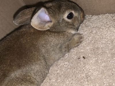 Baby Purebred Standard Rex Rabbit For Sale