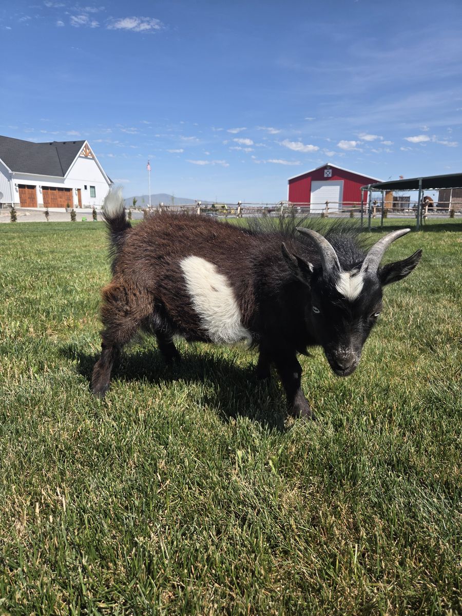 Pygmy goat billy