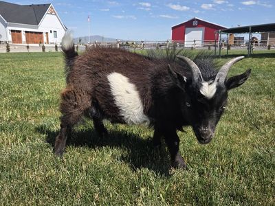 Pygmy goat billy