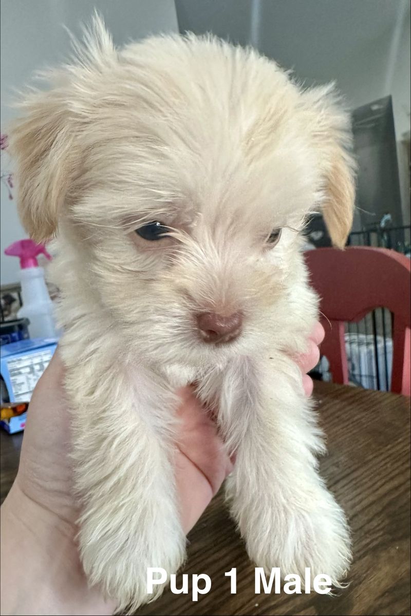 Shih Tzu, Bichon, Beagle Mix Puppies - 7 weeks