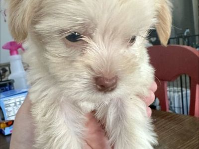 Shih Tzu, Bichon, Beagle Mix Puppies - 7 weeks