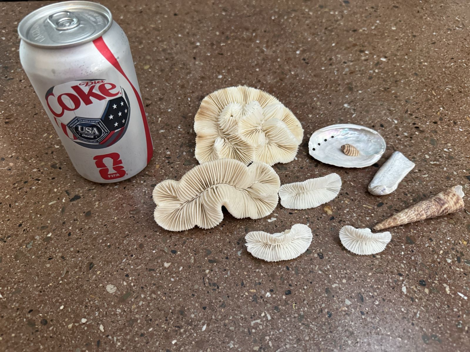 Coral and sea shells 
