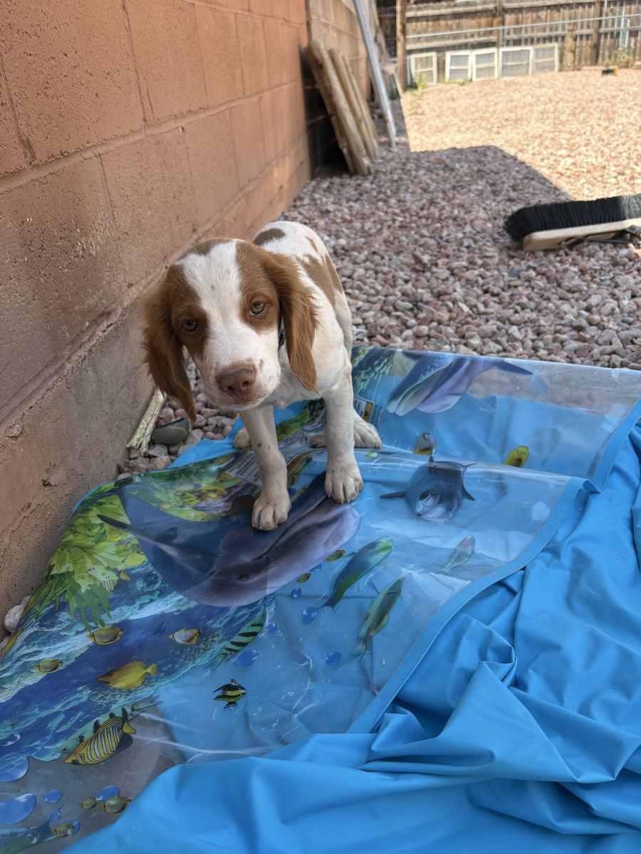 Male Brittney spaniel puppy