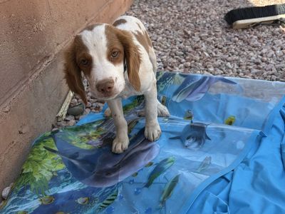 Male Brittney spaniel puppy