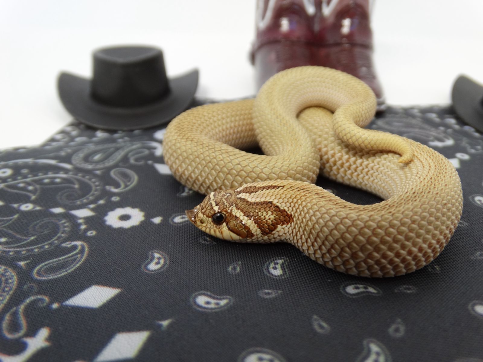 Hognose Female Super Anaconda het Stormcloud