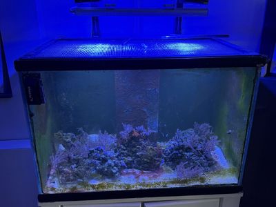 2 X Prime 16 HD And light Bat