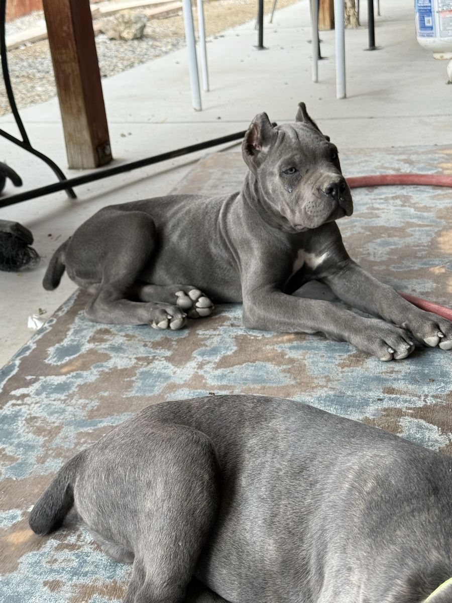 AKC registered Cane Corso Males