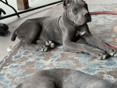 AKC registered Cane Corso Males