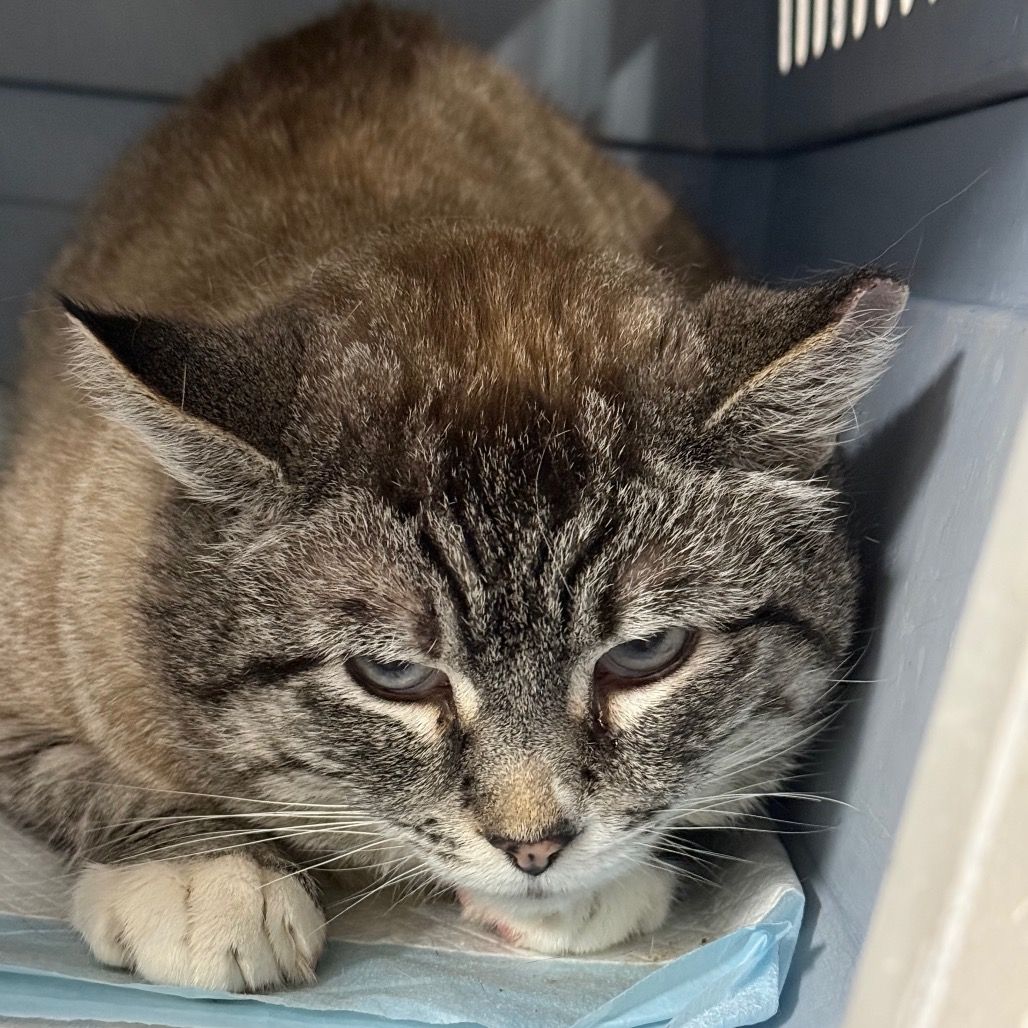 Hello my name is Quasar