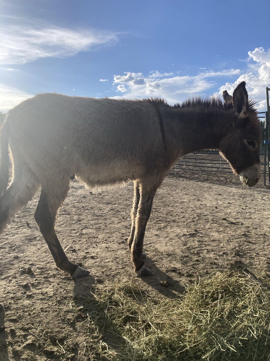 Burros